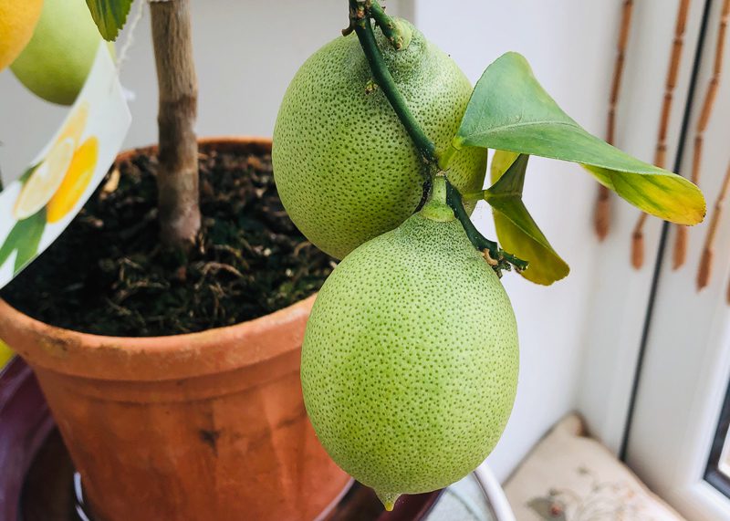 The Best Indoor Trees For Your Home