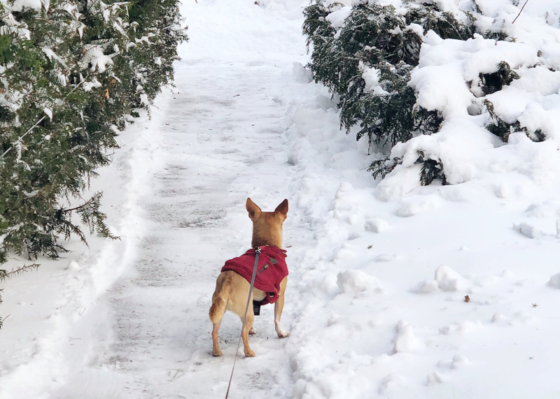 Prevent Cold Weather Falls On Your Property