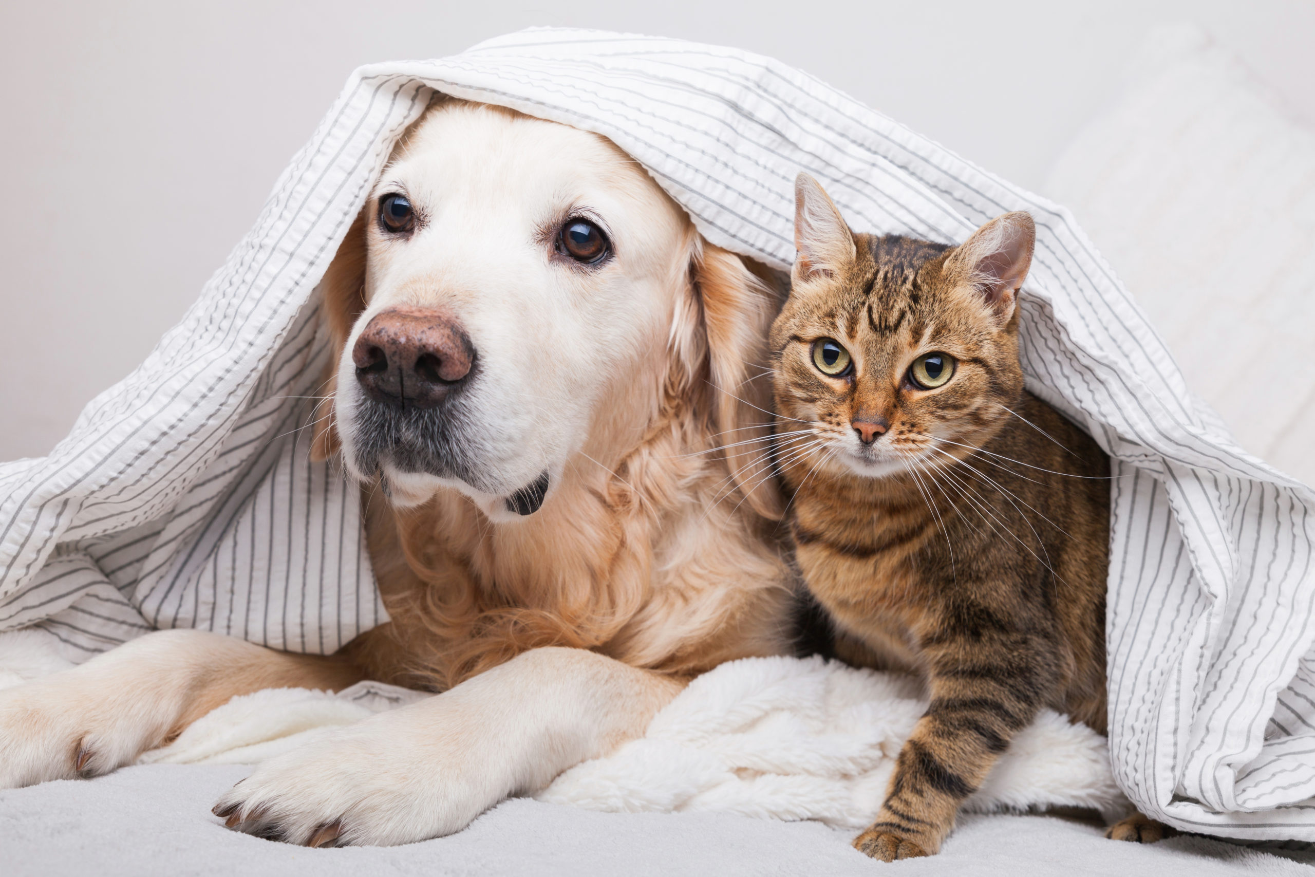 Major Household Dangers for Cats and Dogs