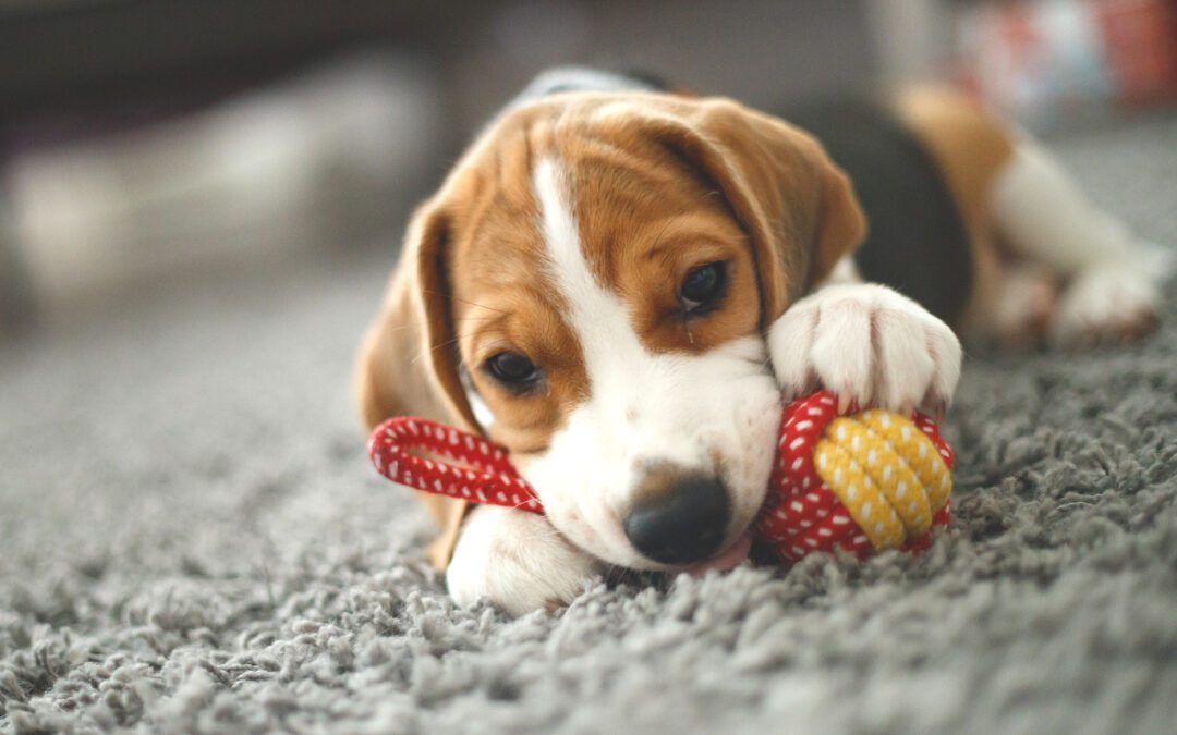 WHAT YOUR CARPET IS HIDING FROM YOU