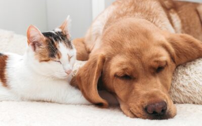 Eliminate Pet Odors In Your Home￼￼